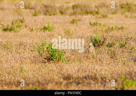 Europäischer Hase (Oryctolagus cuniculus), umgeben von blühendem mediterranem Wegerich (Plantago lagopus) (Naturpark Ses Salines, Formentera, Spanien) Stockfoto