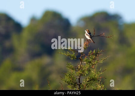 Shrike rotkopfwürger (Lanius Senator) über einem Juniperus Niederlassung in Can Marroig in Ses Salines Naturpark (Formentera, Balearen, Spanien) Stockfoto