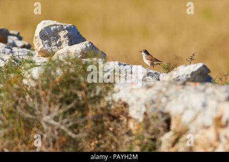 Brillenwaldsänger (Curruca auffallillata) über einer Steinmauer in Can Marroig im Naturpark Ses Salines (Formentera, Balearen, Spanien) Stockfoto