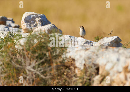 Brillenwaldsänger (Curruca auffallillata) über einer Steinmauer in Can Marroig im Naturpark Ses Salines (Formentera, Balearen, Spanien) Stockfoto