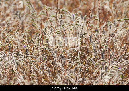 Blühendes Feld voller Sand Viper Glanz (Echium sabulicola) Blumen im Frühjahr im Naturpark Ses Salines (Formentera, Balearen, Spanien) Stockfoto