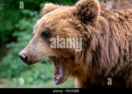 Tragen mit offenen Schnauze. Portrait von Braun Kamtschatka Bär (Ursus arctos beringianus). Detail Gesicht portrait von gefährlichen Tier aus Russland. Stockfoto