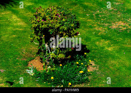 Gepflegte Bush von einem wunderschön 7/8 immergrünen Strauch box-Baum auf dem Hintergrund der helle grüne kurzes Gras und einem unscharfen Hintergrund Stockfoto