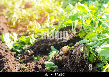 Eine Bush der jungen gelben Kartoffeln, Ernte, frisches Gemüse, agro-Kultur, Landwirtschaft, Nahaufnahme, gute Ernte, Detox, vegetarische Kost Stockfoto