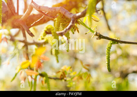 Walnuss blühende Blume im April an einem sonnigen Tag Stockfoto