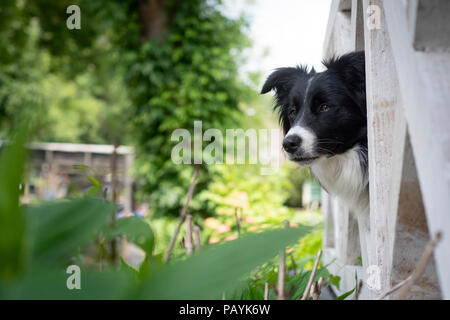 Border Collie, junge weibliche, Kollegen durch einen Zaun in Holland. Stockfoto