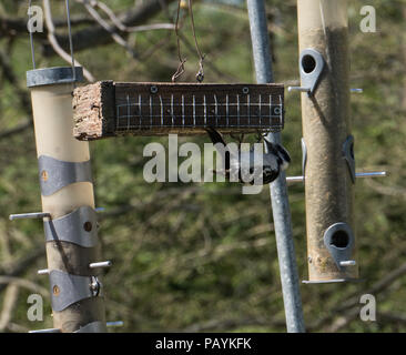 Eine kleine Specht Vogel frisst aus einem hausgemachten Bird Feeder in einem ländlichen Hinterhof. Fliegen um die Natur an einem schönen Sommertag mit Bäumen im Hinterg Stockfoto
