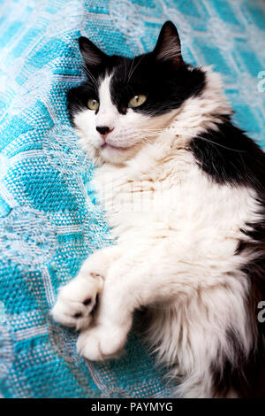 Männliche Rag Doll cat liegen auf einem Sofa. Stockfoto