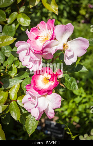 Rosa Erfurt strauch Rose Blüte im Juni in einem Englischen Garten Stockfoto
