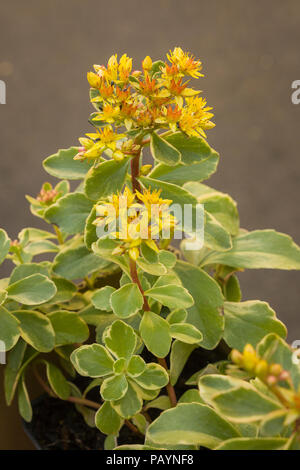 Sedum kamtschaticum Celzam in Blüte im Juni als von einem Englischen Garten Center gekauft Stockfoto