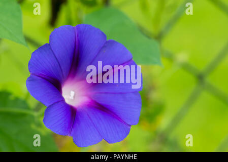 Blau bindweed Blume makro Makro Stockfoto