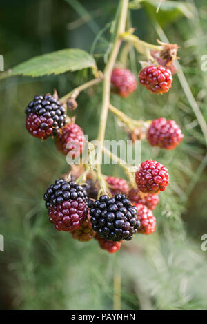 Brombeeren auf Zweig Makro selektiven Fokus Stockfoto