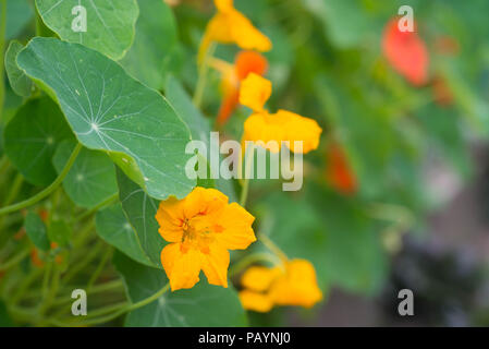 Kapuzinerkresse Blumen im Garten Makro selektiven Fokus Stockfoto
