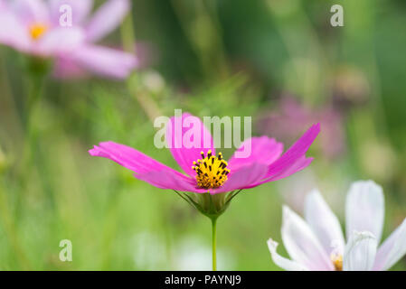 Cosmos Bipinnatus garten Kosmos rosa Blumen Makro selektiven Fokus Stockfoto