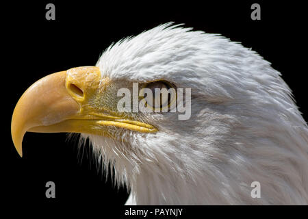 Nictitating Membran der Weißkopfseeadler. Nahaufnahme der Vogelperspektive mit dritten Augenlid schließen. Weißkopfseeadler Kopf im Profil auf schwarzem Hintergrund. Stockfoto