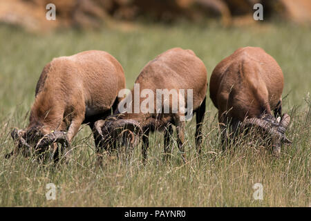 Pflanzenfresser grasen in langen Gras. Drei Kamerun Schafe (Ovis aries) Weiden hinter hohen Gras. Selektiver Fokus auf Gras. Pflanzenfressende Tiere füttern Stockfoto