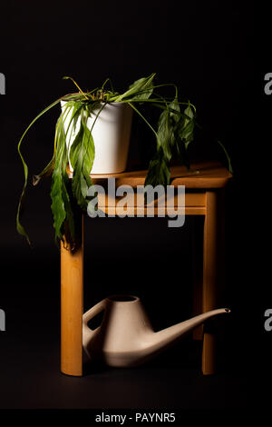 Welke Frieden Lilly Haus Anlage mit schlaffen Blätter, die Bewässerung. Sterbende Topfpflanze auf Tabelle mit Gießkanne auf schwarzem Hintergrund. Stockfoto