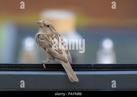 Gemeinsamen Garten Vogel. Weibliche Haussperling (Passer domesticus) in Nahaufnahme. Ästhetische Natur und urbane Wildnis Bild mit copy-Platz. Stockfoto
