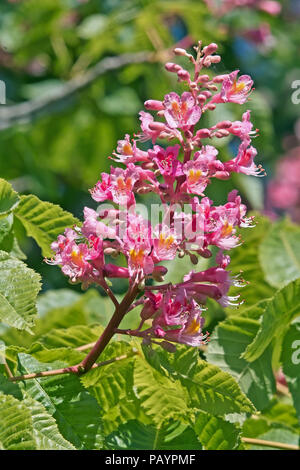 Rispe blütenstand von Red Horse-Chestnut; easculus x Dryas Stockfoto