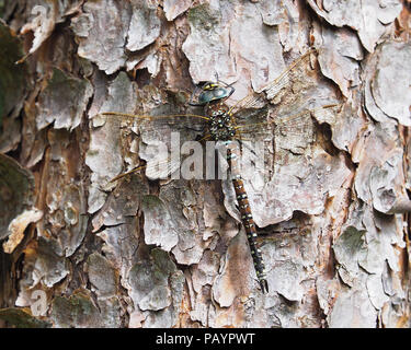 Gemeinsame Hawker dragonfly Weiblich (Aeshna Juncea) auf Baumstamm thront. Tipperary, Irland Stockfoto