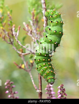 Kaiser Motte Caterpillar endgültige instar (Saturnia pavonia) Kriechen auf Heidekraut. Tipperary, Irland Stockfoto