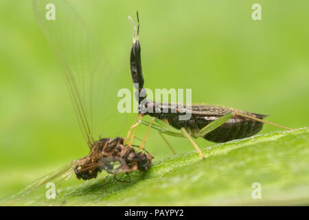 Heterotoma planicornis bug Fütterung auf Mayfly. Tipperary, Irland Stockfoto
