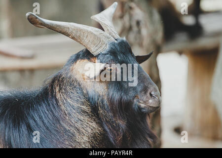 Portrait von schwarzen Inland - Ziege. Schließen Sie die heimische Ziege Stockfoto