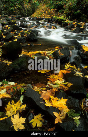 Bridal Veil Creek, Bridal Veil State Park, Columbia River Gorge National Scenic Area, Oregon Stockfoto