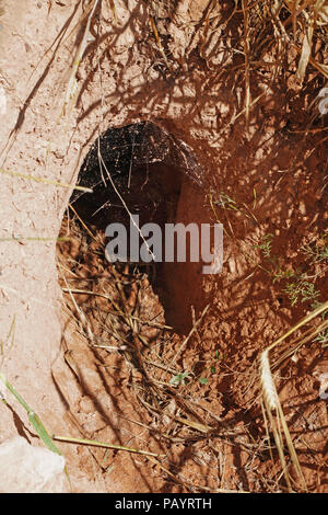 Foxhole im Feld in der Türkei Stockfoto