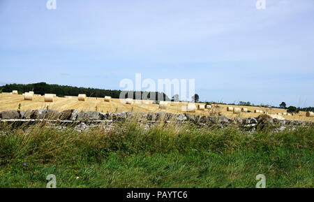 Anfang Juli Ernte Strohballen auf einem Feld in der Nähe von Bedale North Yorkshire Stockfoto