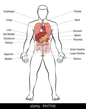 Innere Organe, männlichen Körper - schematische Darstellung der menschlichen Anatomie Illustration - auf weißem Hintergrund. Stockfoto