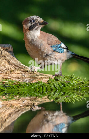 Jay Nahrungssuche in der Abendsonne in der Mitte von Wales woodlands Stockfoto