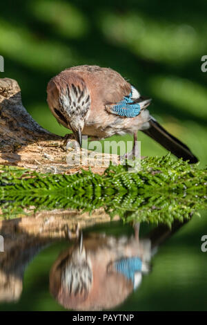 Jay Nahrungssuche in der Abendsonne in der Mitte von Wales woodlands Stockfoto