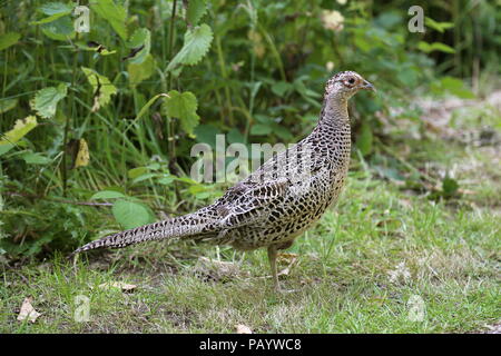 Weibliche gemeinsame Fasan (Phasianus colchicus), Center Parcs Woburn Wald, Bedfordshire, England, Großbritannien, USA, UK, Europa Stockfoto