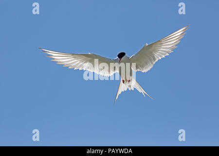 Küstenseeschwalbe Sterna Paradisaea schwebt blauer Himmel Inner Farne Farne Islands Northumberland UK Inner Farne Farne Islands Northumberland, Großbritannien Stockfoto