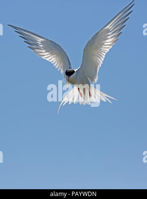 Küstenseeschwalbe Sterna Paradisaea schwebt blauer Himmel Inner Farne Farne Islands Northumberland UK Inner Farne Farne Islands Northumberland, Großbritannien Stockfoto