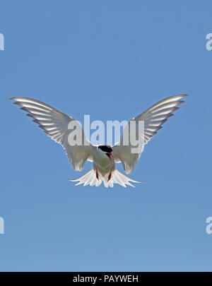 Küstenseeschwalbe Sterna Paradisaea schwebt blauer Himmel Inner Farne Farne Islands Northumberland UK Inner Farne Farne Islands Northumberland, Großbritannien Stockfoto