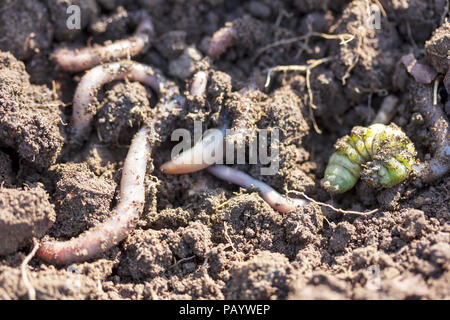 Köder Zum Angeln Regenwürmer und grüne Raupe auf dem Boden Stockfoto