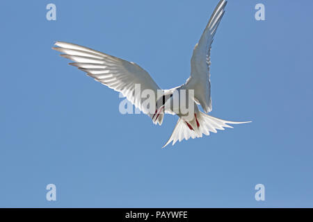 Küstenseeschwalbe Sterna Paradisaea schwebt blauer Himmel Inner Farne Farne Islands Northumberland UK Inner Farne Farne Islands Northumberland, Großbritannien Stockfoto