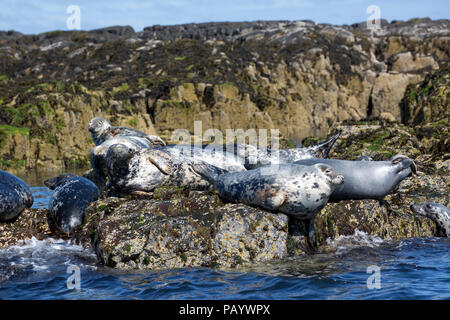 Nach Kegelrobbe Halichoerus grypus Sonnenbaden auf den Felsen Farne Islands Northumberland, Großbritannien Stockfoto