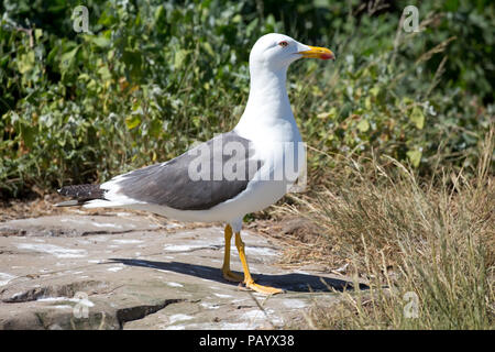 Gloceup single Heringsmöwe Larus fuscus Farne Islands Northumberland, Großbritannien Stockfoto