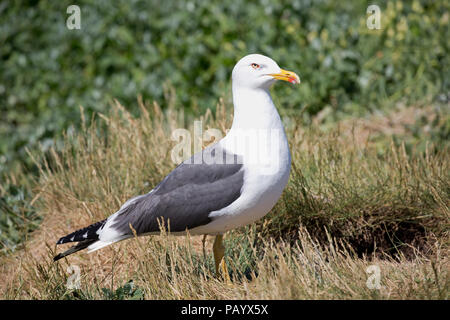 Gloceup single Heringsmöwe Larus fuscus Farne Islands Northumberland, Großbritannien Stockfoto