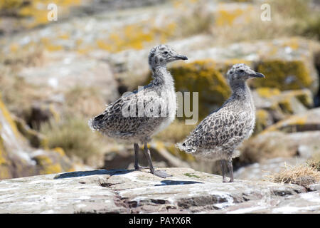 Heringsmöwe Larus fuscus junge Küken Farne Islands Northumberland, Großbritannien Stockfoto