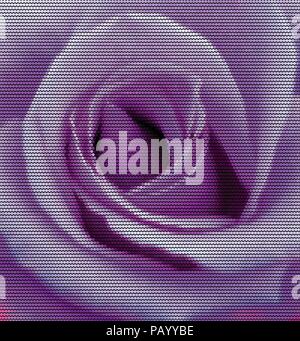 Vector Illustration einer Purple Rose Blume aus Punkten. Stock Vektor