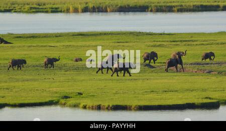 Elefantenherde zu Fuß auf eine Insel mit ihren Amtsleitungen angezeigt Stockfoto