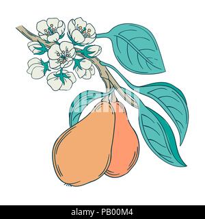 Vector Illustration eines Pear Tree Zweig in retro antiken Stil, mit Blumen blühen und reifen Früchten, im viktorianischen Stil botanischen Abbildung auf isolierte Stock Vektor