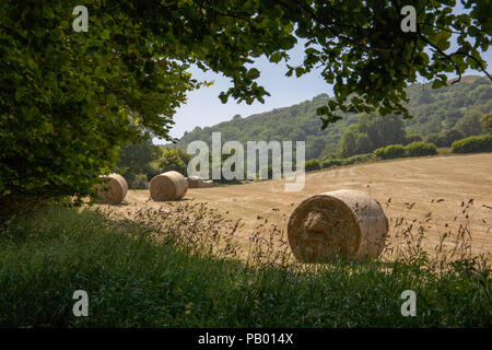 Runde Heu - Ballen, die warten, von einem schattigen Feldrand gesammelt werden. Stockfoto