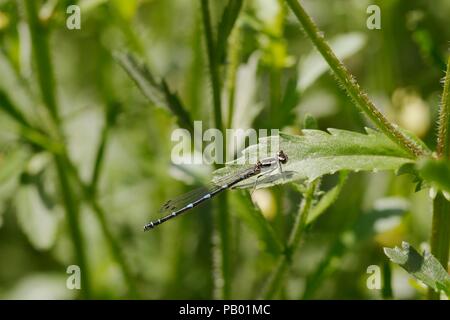 Weibliche Hufeisen-azurjungfer, Coenagrion puella, blau Variation, Wales, Großbritannien Stockfoto