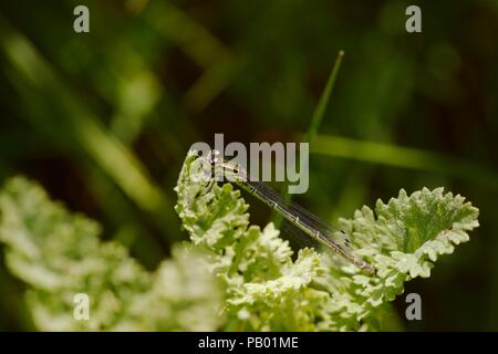 Weibliche Hufeisen-azurjungfer, Coenagrion puella, grüne Variation, Wales, Großbritannien Stockfoto