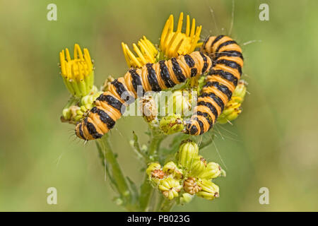 Zinnober Nachtfalter Raupen auf Ihren foodplant, common Ragwort Stockfoto